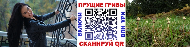 OMG ссылки  Черноголовка  Псилоцибиновые грибы мицелий  что такое наркотик 